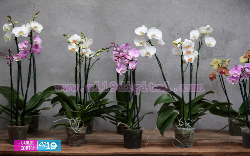 orquideas